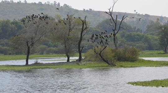 Pashan Lake Pune