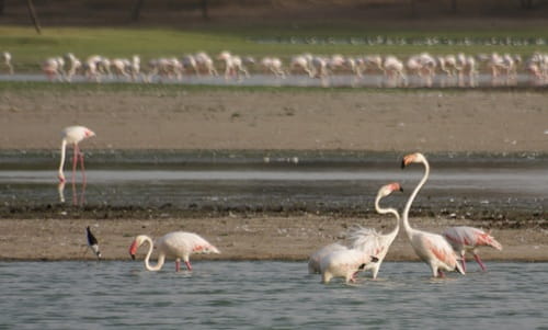 Thol Lake Bird Sanctuary, Gujarat
