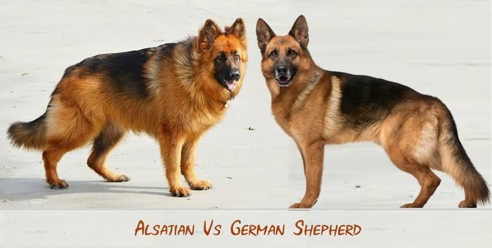 Alsatian Dog vs German Shepherd