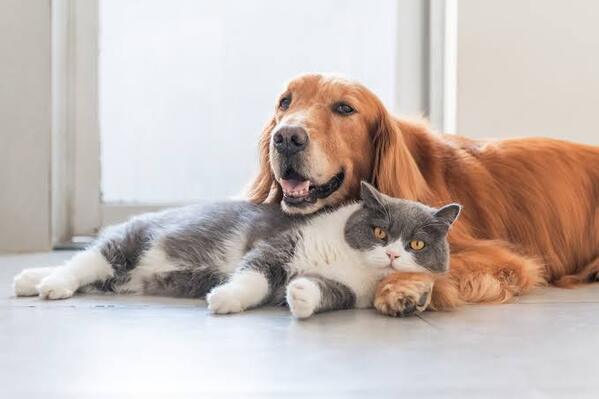 Cats vs Dogs: Which Is Better as a Pet?