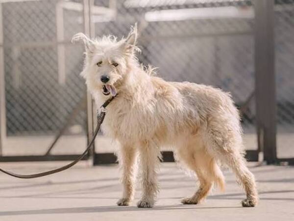 Top 5 Dog Breeds Under ₹1,000 in India 2026