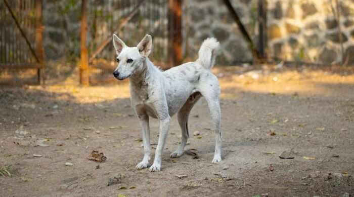 Top 5 Dog Breeds Under ₹2,000 in India 2026