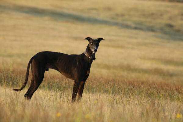 Top 5 Dog Breeds Under ₹5,000 in India 2026